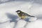 Small bird tomtit sits on snow