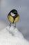 Small bird tomtit sits on snow