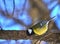 A small bird of the tomtit sits on a tree branch in the park. Close-up. Spring sunny day