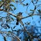 Small bird in tree