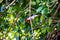 a small bird in a tree with an apple hanging from it