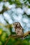 Small bird in the wood. Boreal owl, Aegolius funereus, sitting on the tree branch in green forest background. Owl hidden in green