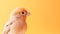 A small bird with a yellow background, on peach fuzz background.