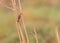 Small Bird Zitting Cisticola on a branch