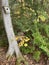 Small birdhouse house on cedar tree