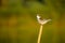 Small birds in Danube delta , bird mating call , wildlife bird watching.