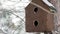 Small Birds tit in birdhouse at winter park