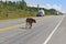 Small bison calf stops traffic