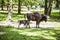 Small bison eats food from the mother , Bialowieza National