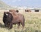 Small bison herd grazing