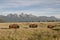 Small bison herd on the move