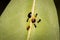 Small black ants farming brown Scale bugs on a plant leaf