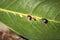 Small black ants farming brown Scale bugs on a plant leaf