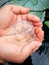 small black baby fishes in the palm