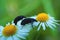 A small black beetle on a Daisy.