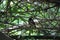 A small black bird is sitting on the branch of a tree