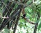 A small black bird is sitting on the branch of a tree