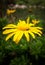 Small black bug bettle trapped in a yellow daisy flower (golden aster)