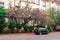 Small black car under the cherry tree in blossom