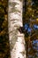 Small black chaga on a birch in the forest.