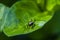 Small black cricket on leaf