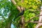 Small black crow kind bird with open beak sitting on the branch of the tree