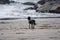 Small black dog alone on a beach looking out to sea with a ball in the sand