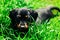 A small black dog lies in the green grass. Puppy dachshund playing in high grass outdoors