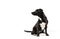 small black dog looking sideways isolated white background