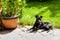 small black dog pincher like breed lays on the stone floor outdoor, near the green grass and flower pot