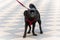 A small black dog with a red collar walks in the city park. Decorative breed. Belgian dog Griffon.