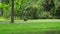 A small black dog runs to his owner on a walk in a city park on a summer day.