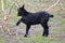 Small black domestic goat kid play with tree trunk