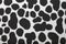 Small Black dot Cow textile pattern