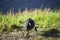 Small black Eurasian Coot on fresh green grass.