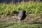 Small black Eurasian Coot on fresh green grass.