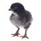 Small black fluffy chicken isolated on white