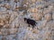 Small black goat scaling the rock cliffs