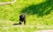 Small black gorilla running in a bright green field