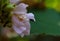 small black insect collecting nectar from flower