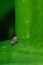 Small, black jumping spider is perched atop a green leaf in a residential outdoor setting