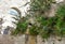 A small black kitten hides in the bushes atop a stone brick wall in the ancient city of Matera, Italy