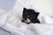 Small black kitten snuggling in the blankets