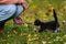 Small black kitten warily walks to a human stretching out his hand to the kitten