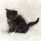 Small black maine coon kitten posing on white background fur