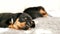 Small Black Miniature Pinscher Zwergpinscher, Min Pin Puppy Dog