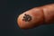 Small black mustard seeds on finger. Faith the size of a mustard seed. Generative AI.