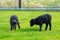 Small black Ouessant lambs in meadow