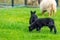 Small black Ouessant lambs in meadow