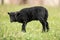 Small black ouessant or Ushant sheep lamb on green spring grass, side view